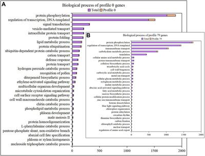 Transcriptional regulation mechanism of flavonoids biosynthesis gene during fruit development in astragalus membranaceus